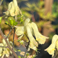Aconitum lamarckii